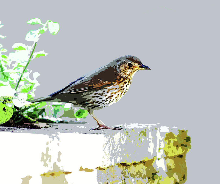 Song Thrush by Mary Castellan Song Thrush by Mary Castellan