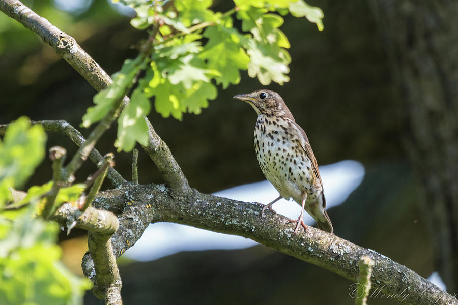 Song Thrush Photograph by Wendy Cooper