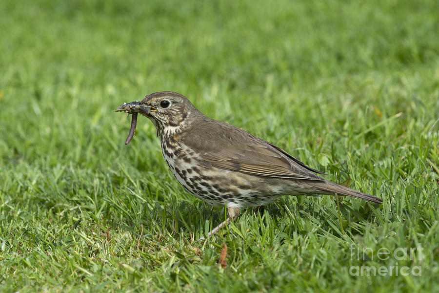 Song Thrush With Worms Photograph by Gary K. Smith/FLPA
