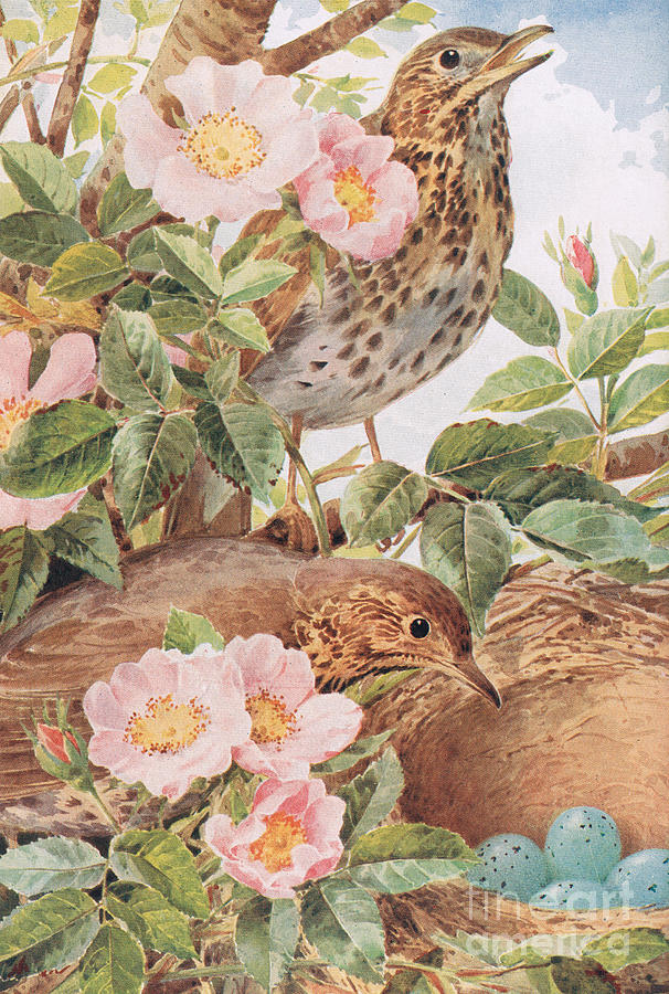 Song Thrushes with Nest Painting by Louis Fairfax Muckley