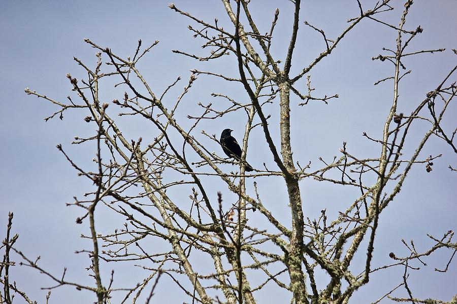Songbird Photograph