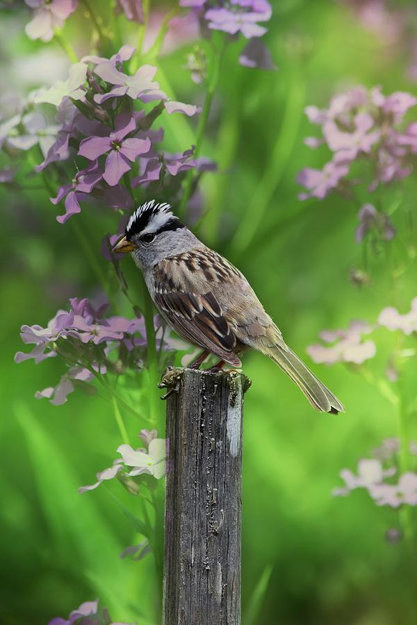 Songbird in the Garden Photograph by Bonnie Bruno