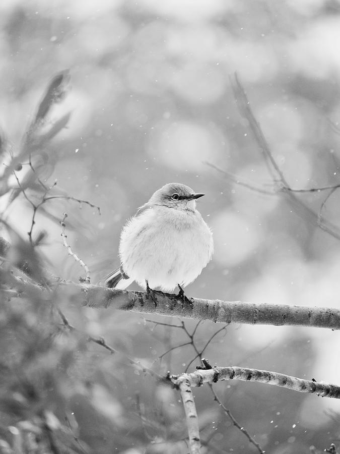 Songbird in Winter Photograph by Rachel Morrison