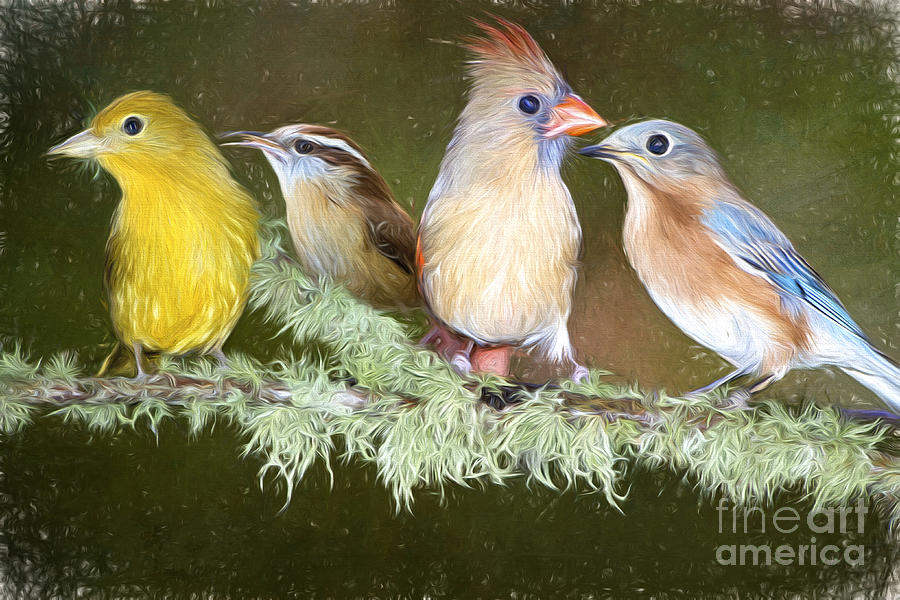Songbird Quartet Photograph by Bonnie Barry
