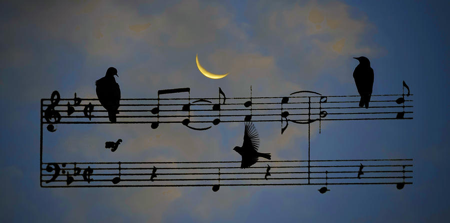 Songbirds at Night Photograph by Bill Cannon