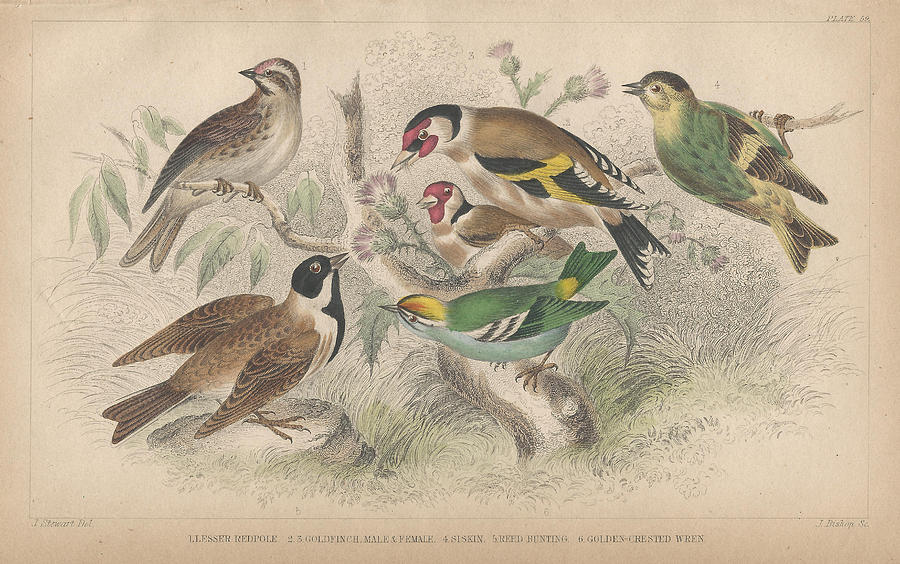 John James Audubon Drawing - Songbirds by Dreyer Wildlife Print Collections 