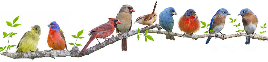Songbirds on a Leafy Branch Photograph by Bonnie Barry