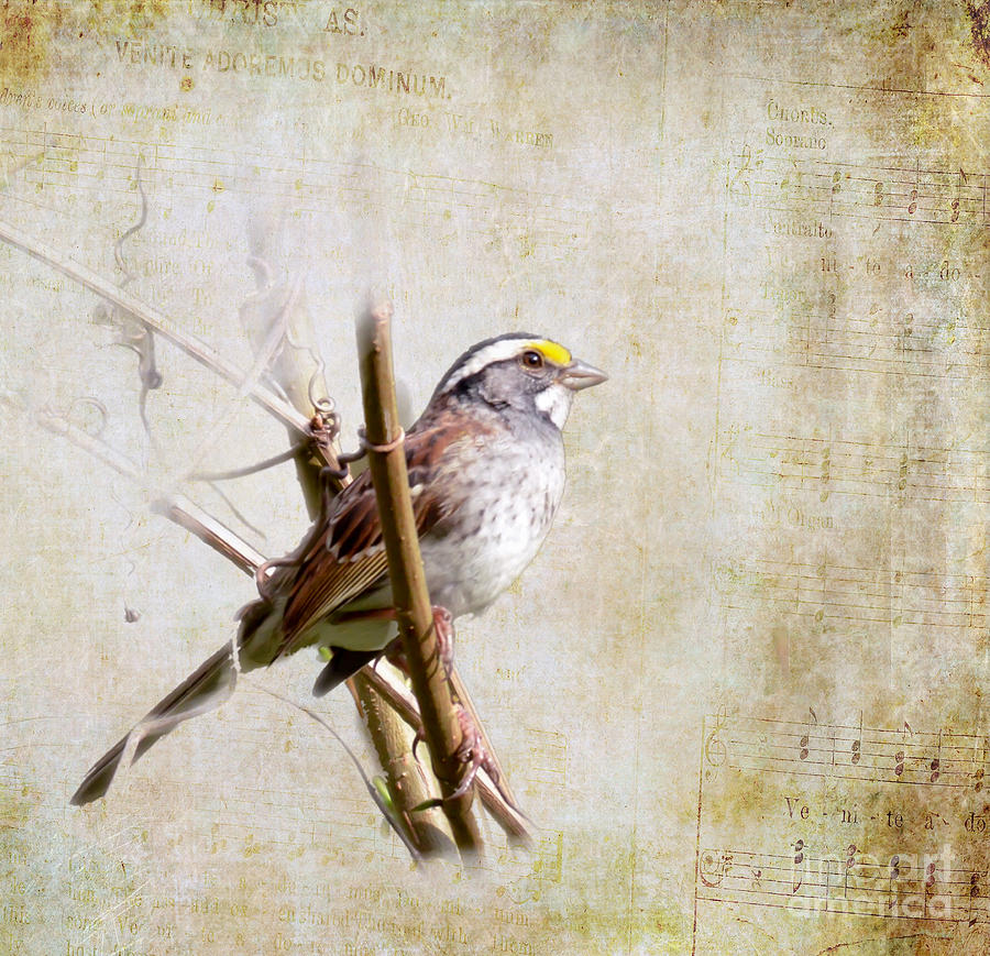 Bird Photograph - Songbirds - White-throated Sparrow by Kerri Farley