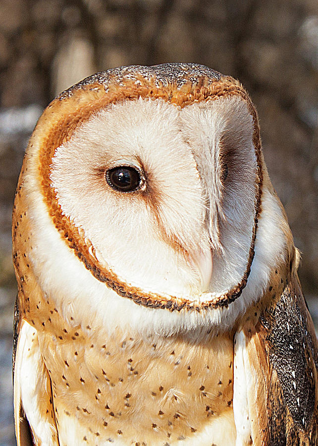 Barn Owl Photograph by Ira Marcus