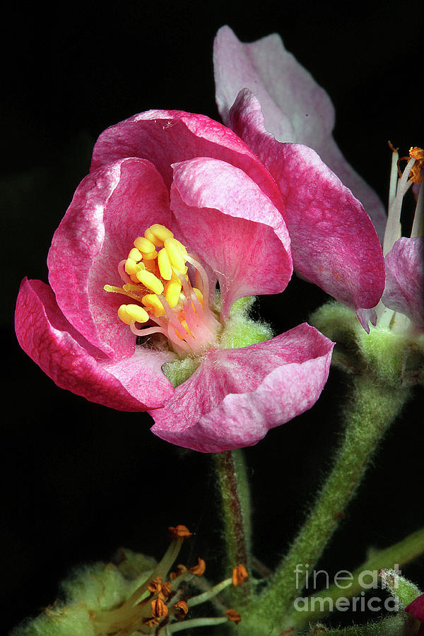 Sonoma County Apple Blossom Flower Photograph by Wernher Krutein