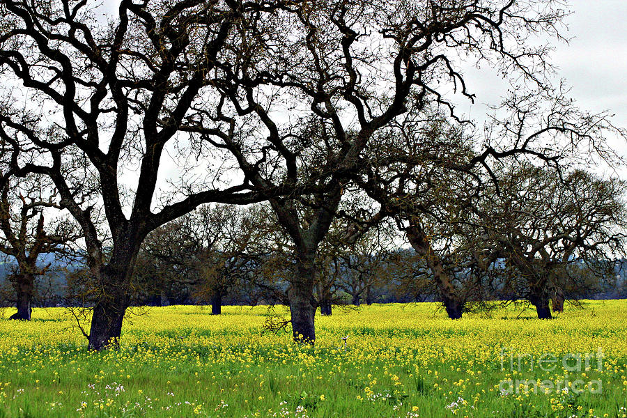 Sonoma County Mustard Field Photograph by Eileen Gayle