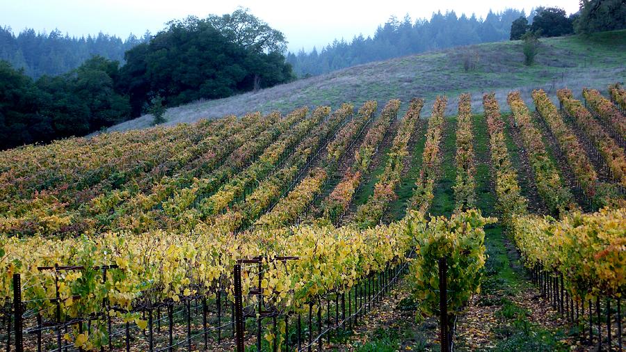 Sonoma County Vineyards Near Healdsburg Photograph by Charlene Mitchell