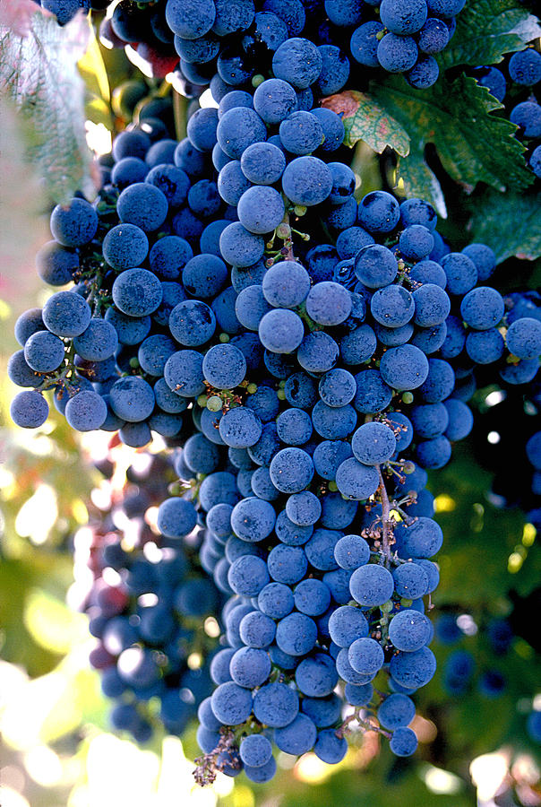 Napa Photograph - Sonoma Grapes by Bart Edson