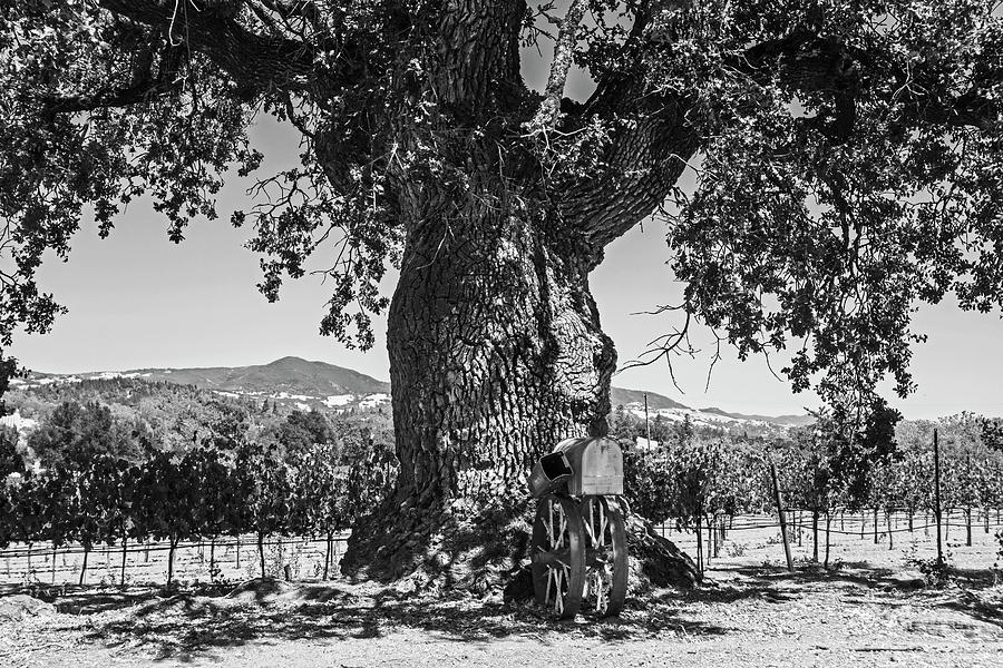 Sonoma Valley Tree  Black and White Photograph by Toby McGuire