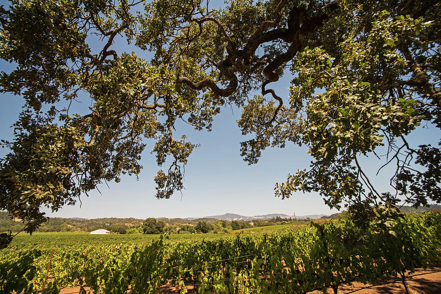 Sonoma Valley Tree Northern CA Photograph by Toby McGuire