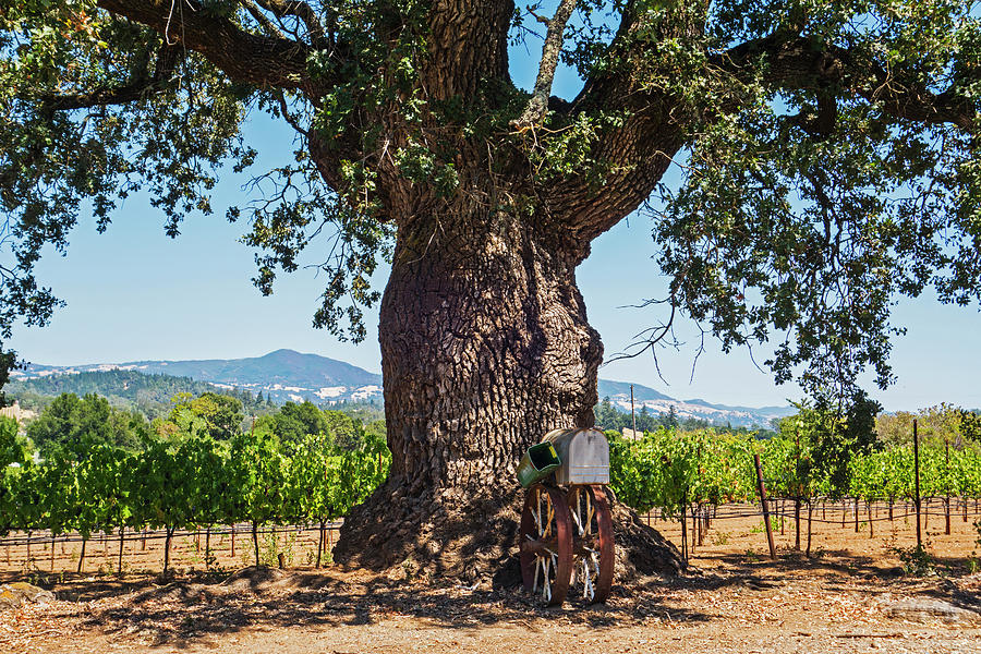 Sonoma Valley Tree  Photograph by Toby McGuire