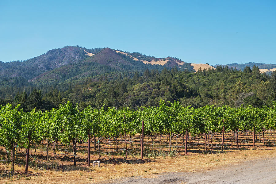 Sonoma Valley Vineyards Northern CA Photograph by Toby McGuire