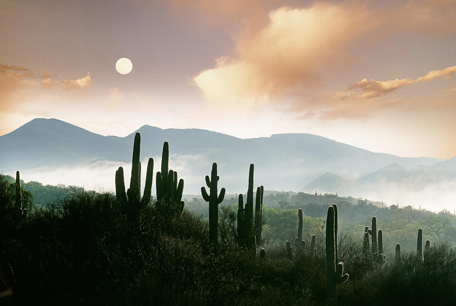 Tucson Photograph - Sonora Desert Moonset by Buddy Mays