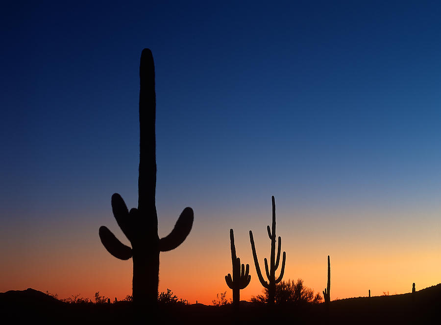 Sonora Desert sunset Photograph by Johan Elzenga | Fine Art America