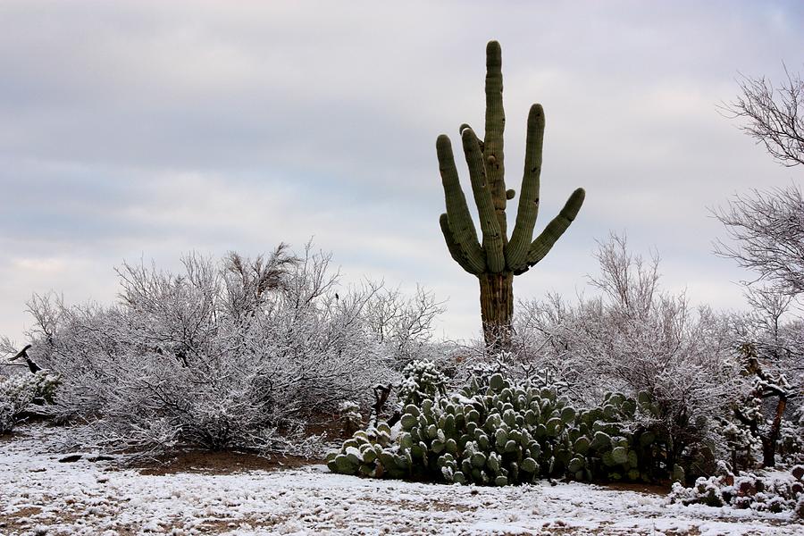 Sonora Desert Winter Photograph by Joe Kozlowski