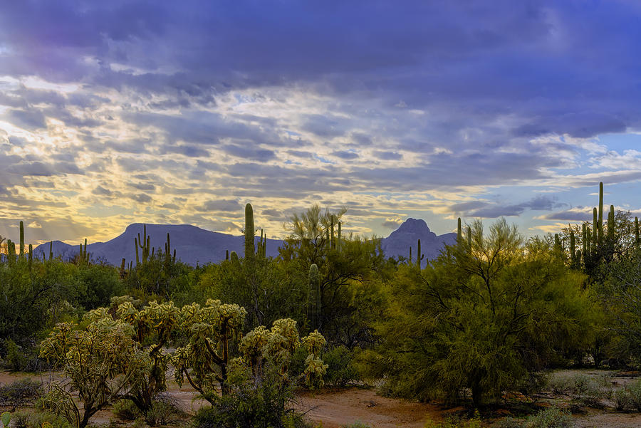 Sonoran Afternoon H07 Photograph by Mark Myhaver