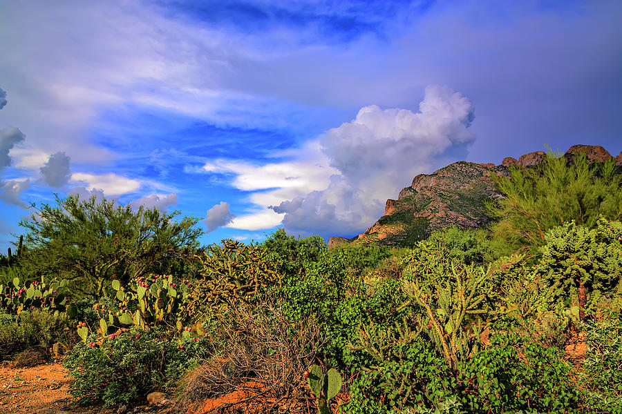 Nature Photograph - Sonoran Afternoon h11 by Mark Myhaver