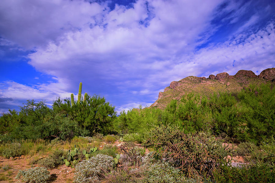 Mountain Photograph - Sonoran Afternoon h40 by Mark Myhaver
