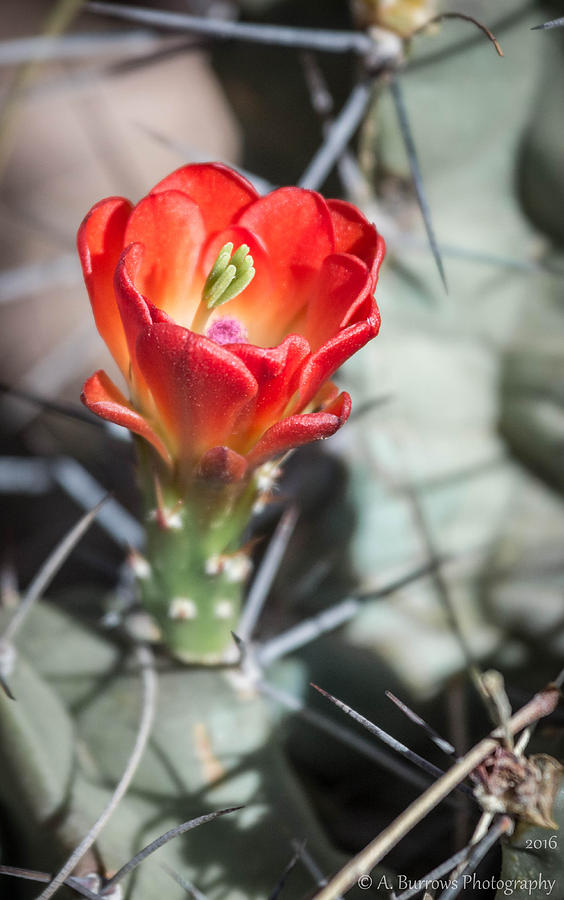 Sonoran Claret Cup Photograph by Aaron Burrows