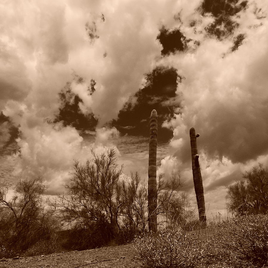 Sonoran Desert Cloudfest Photograph by Bill Tomsa