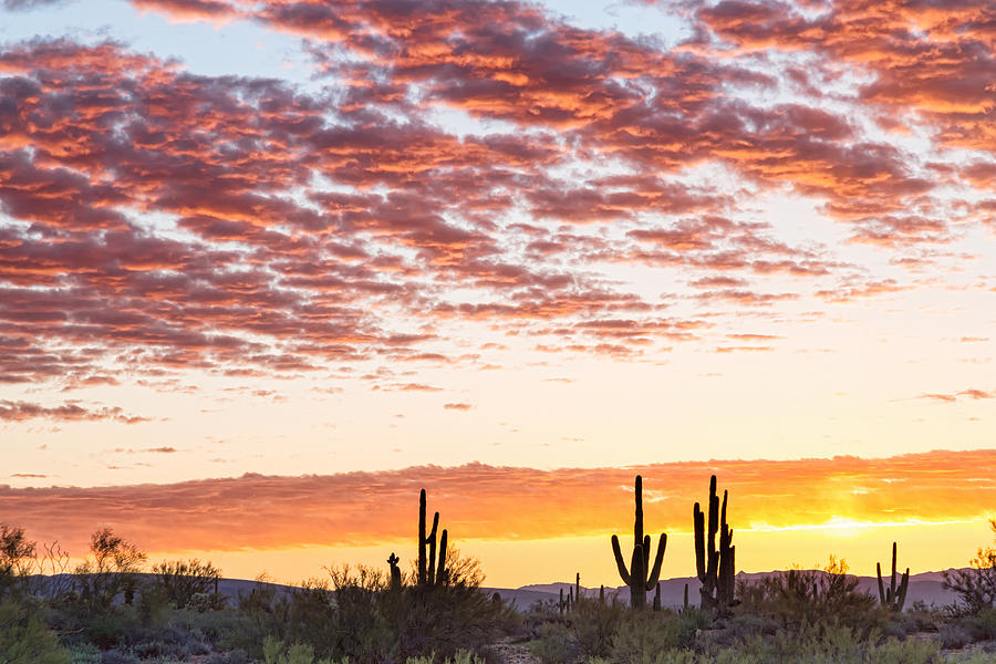 Sonoran Desert Colorful Sunrise Morning Photograph by James BO Insogna