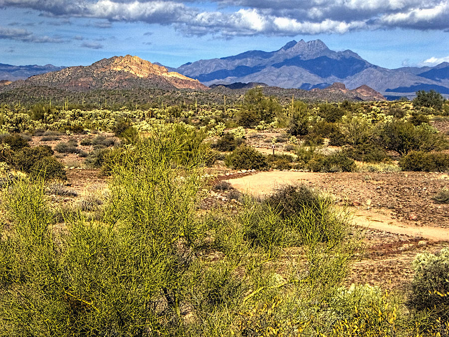 Sonoran Desert December 2015 Photograph by Roger Passman