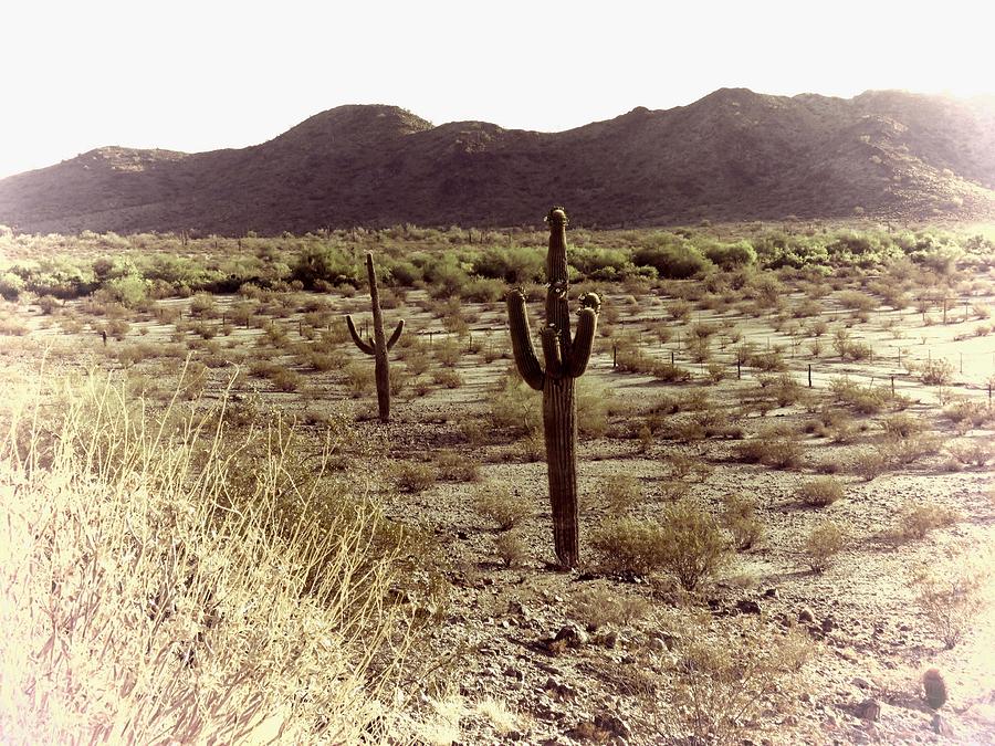 Sonoran Desert Dreamscape 2 Photograph by Judy Kennedy