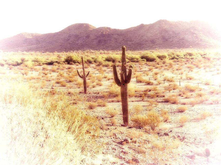 Sonoran Desert Dreamscape Photograph by Judy Kennedy
