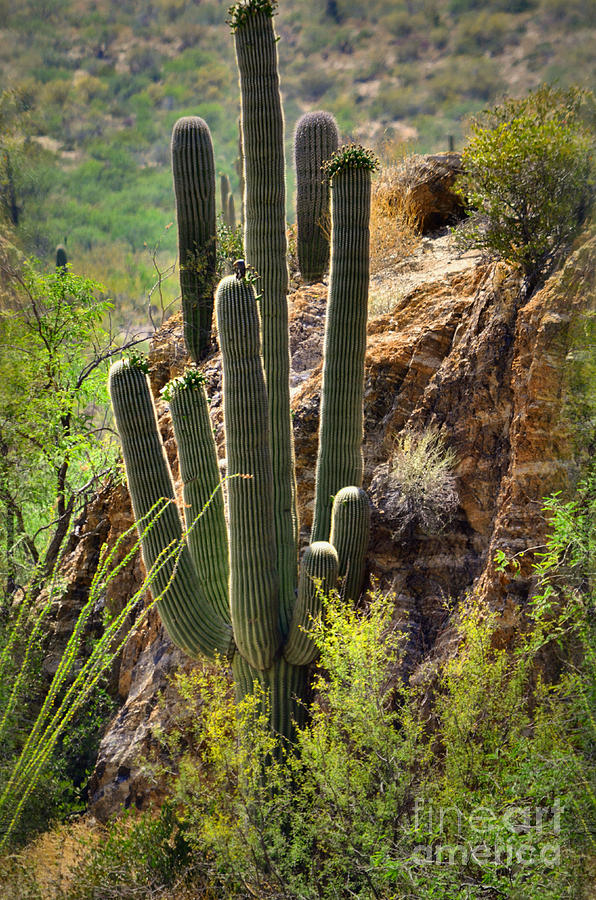 Sonoran Desert Dweller Photograph by Deb Halloran