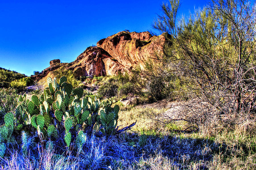 Sonoran Desert Early Spring Photograph by Roger Passman