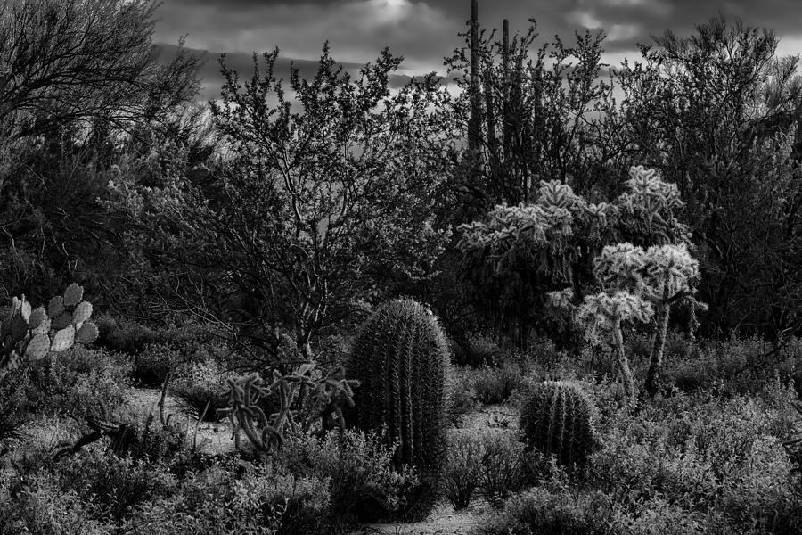 Sonoran Desert H03 Photograph by Mark Myhaver
