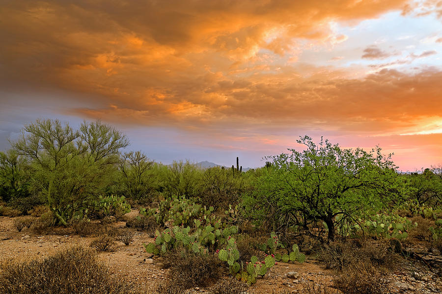 Sonoran Desert H11 Photograph