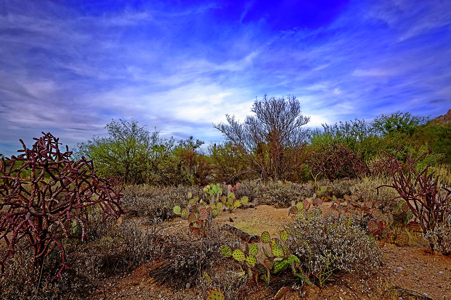 Sonoran Desert h1819 Photograph by Mark Myhaver