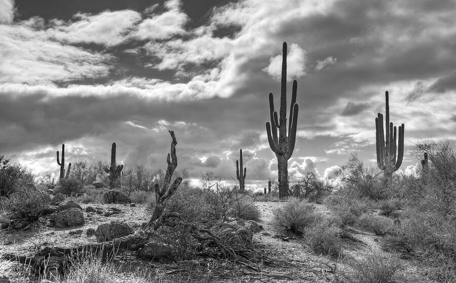Sonoran Desert in Black and White  Photograph by Saija Lehtonen