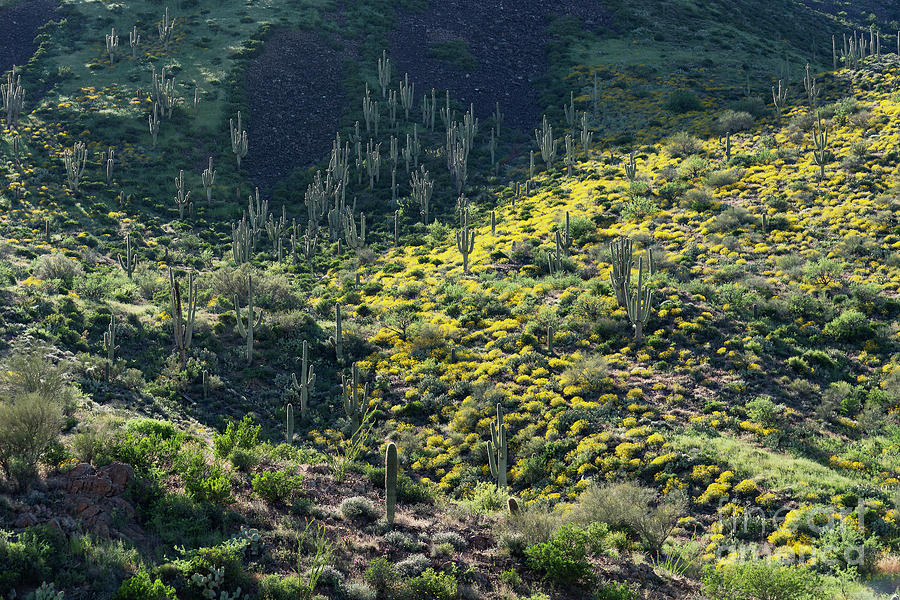 Sonoran Desert in Spring Photograph by Patrick McGill