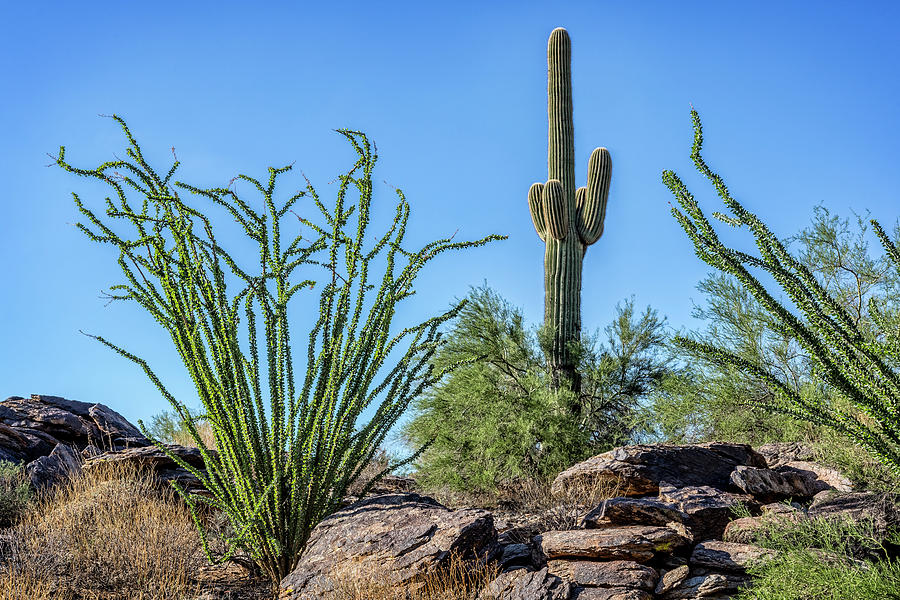 Sonoran Desert Photograph by Kelley King