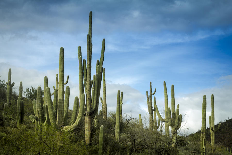 Sonoran Desert Landscape by Ed Cheremet