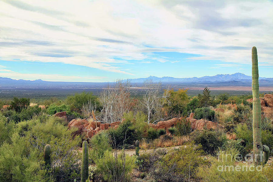 Sonoran Desert Landscape Photograph by Teresa Zieba