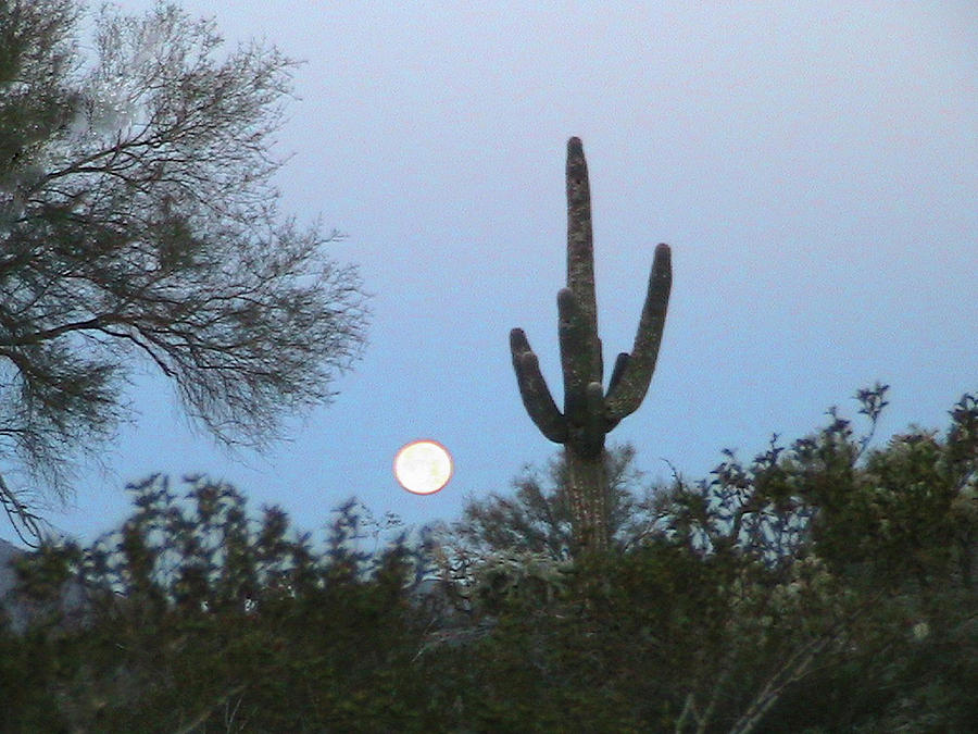 Sonoran Desert Moonset Photograph by Judy Kennedy