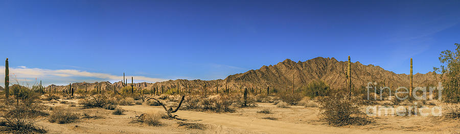 Sonoran Desert Pano Photograph by Robert Bales