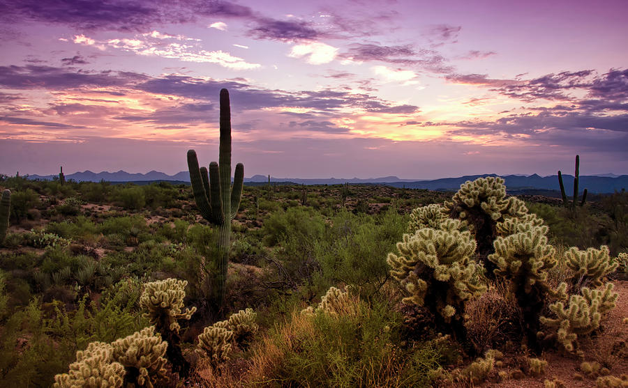 Sonoran Desert Pink Skies Photograph by Saija Lehtonen - Fine Art America