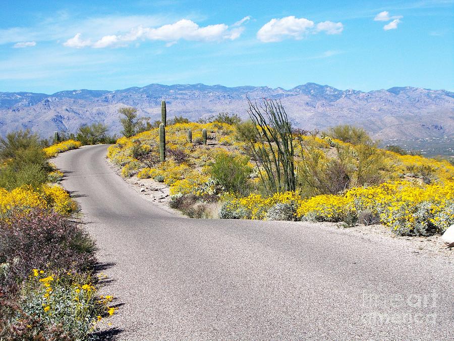 Sonoran Desert Spring Photograph by Jerry Bokowski