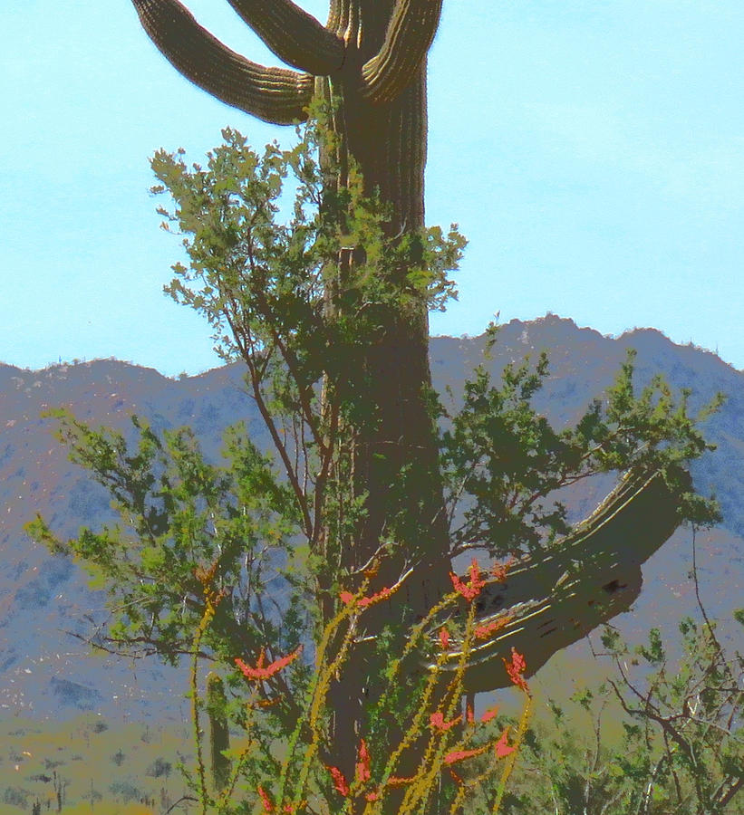 Sonoran Desert Springing Photograph by Judy Kennedy