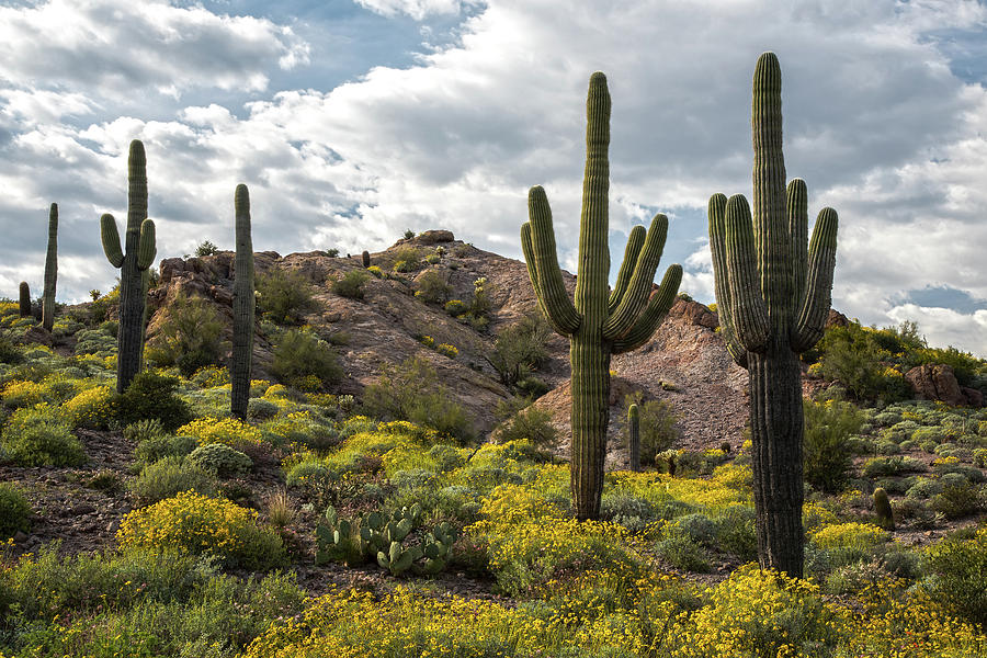 Sonoran Desert Springtime 2 Photograph by Dave Dilli