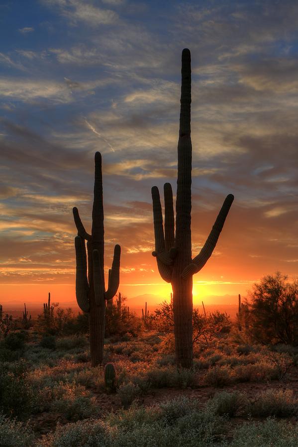 Sonoran Desert Sunset Photograph by Art Brown - Fine Art America